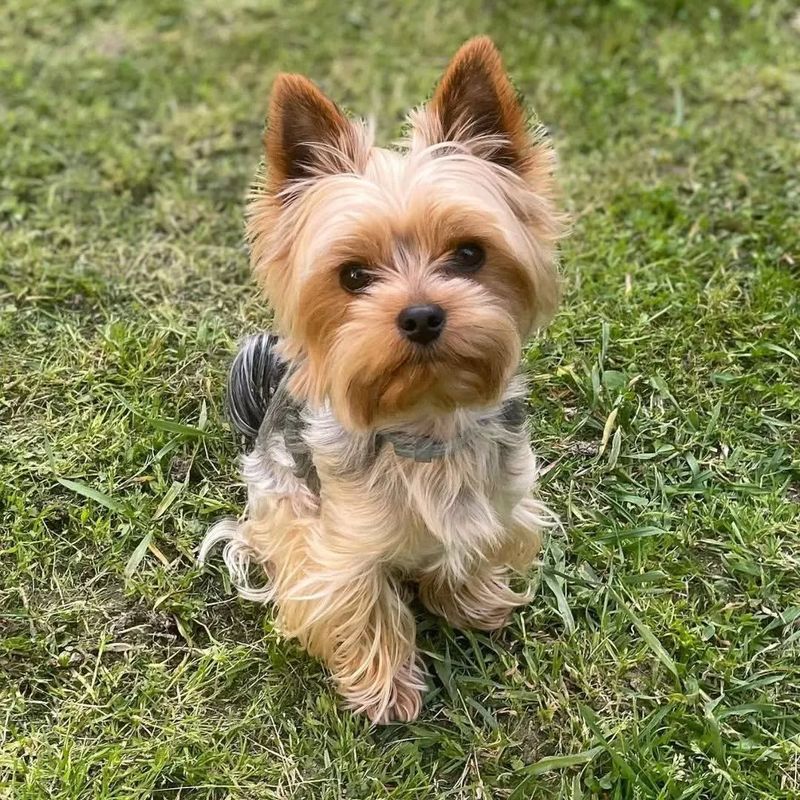 Yorkshire Terrier