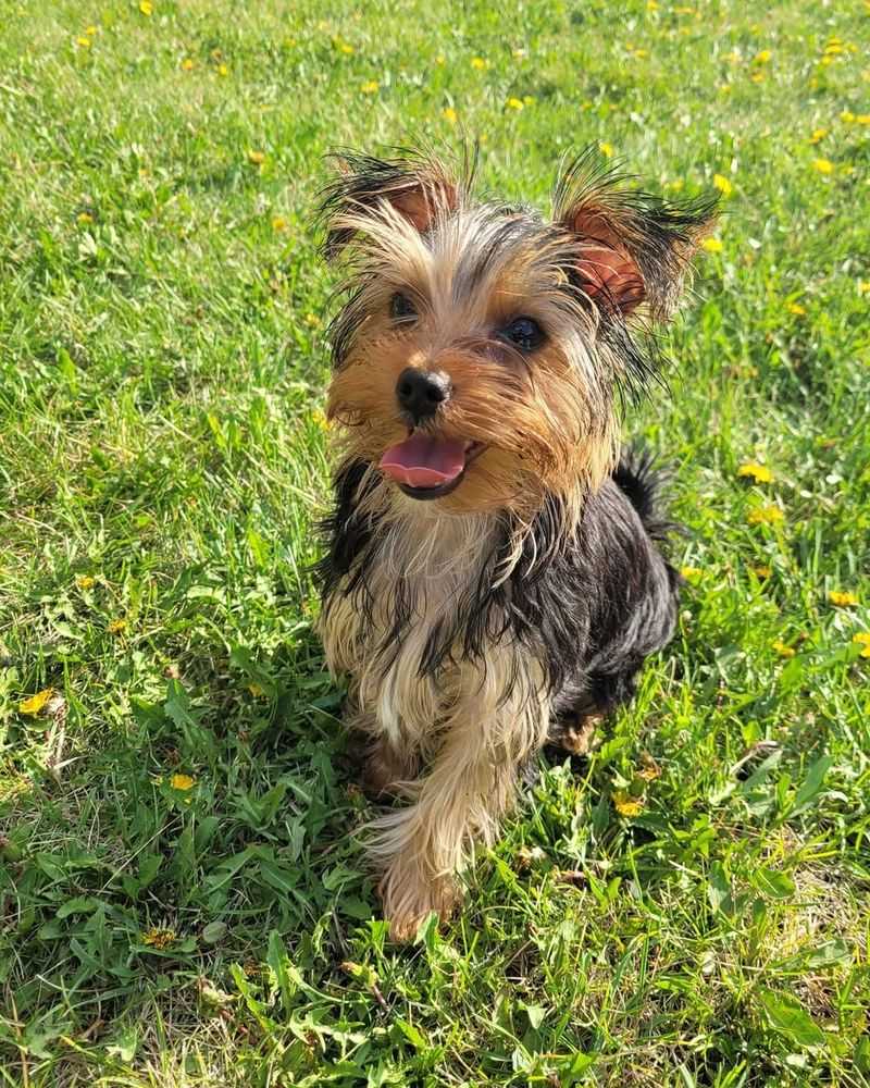 Yorkshire Terrier