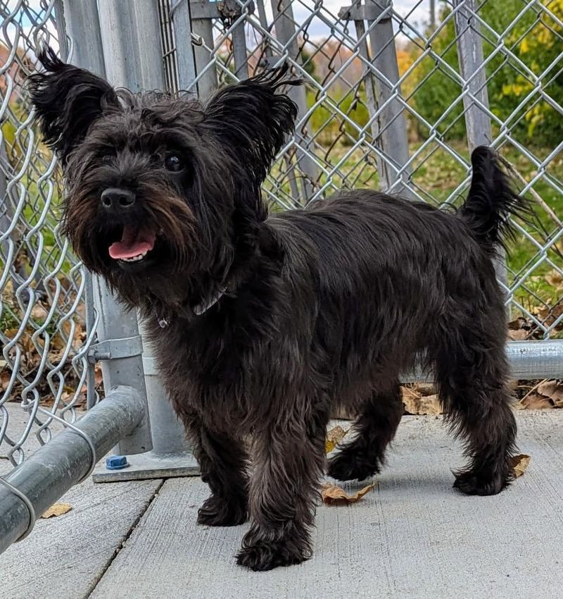 Yorkshire Terrier