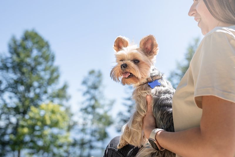 Yorkshire Terrier