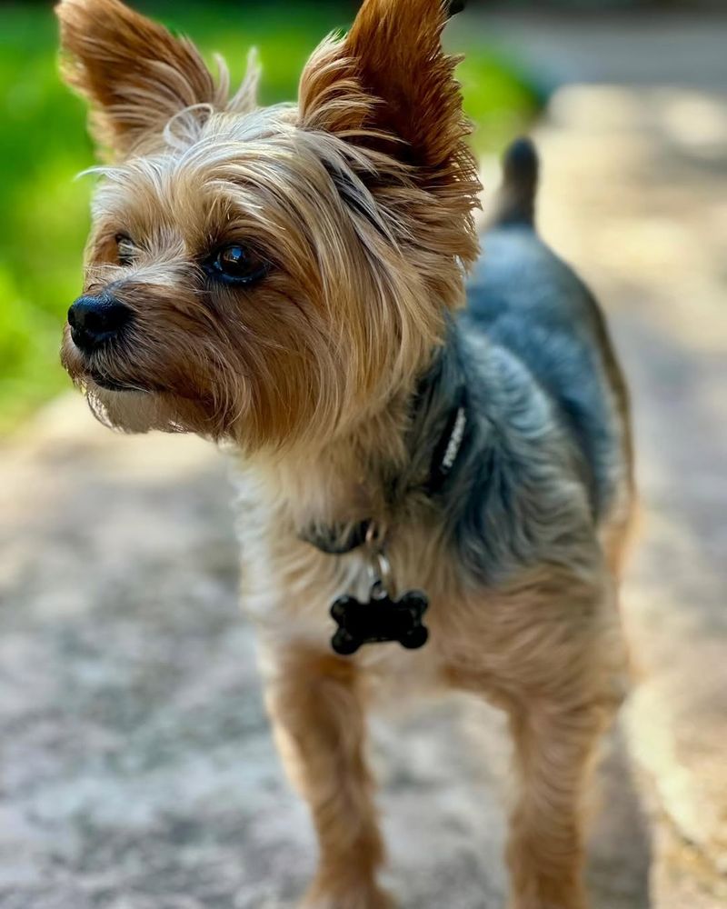 Yorkshire Terrier