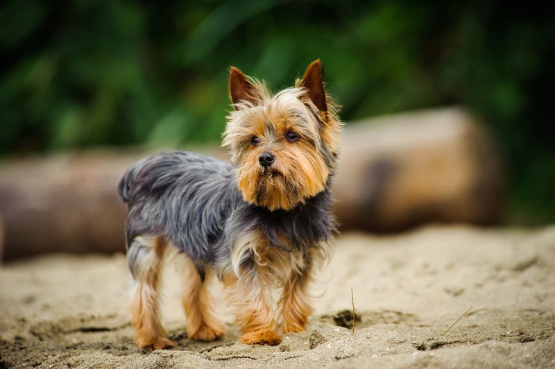 Yorkshire Terriers