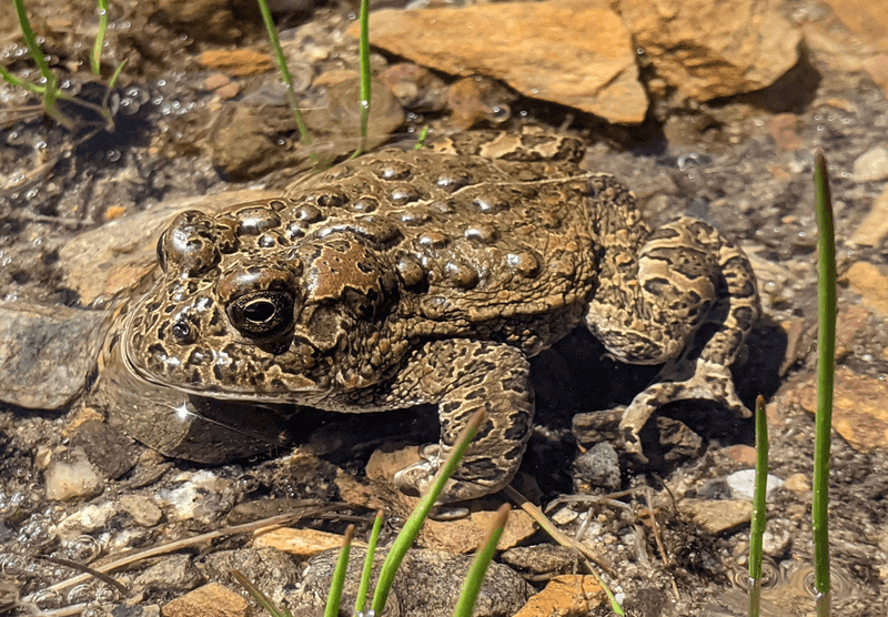 Yosemite Toad