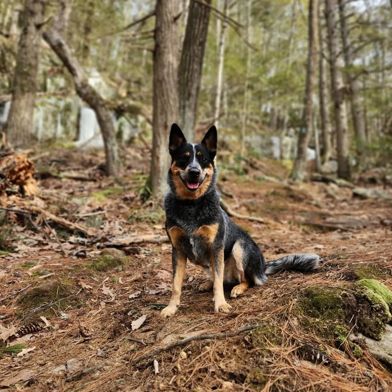 Zara the Fearless Herding Dog