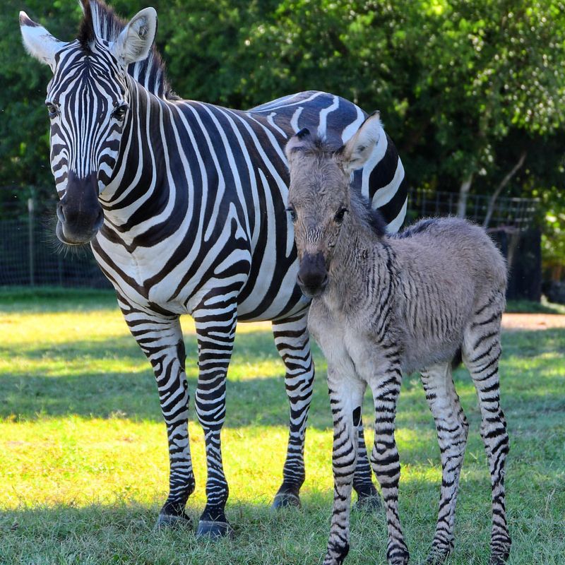 Zara the Zebra