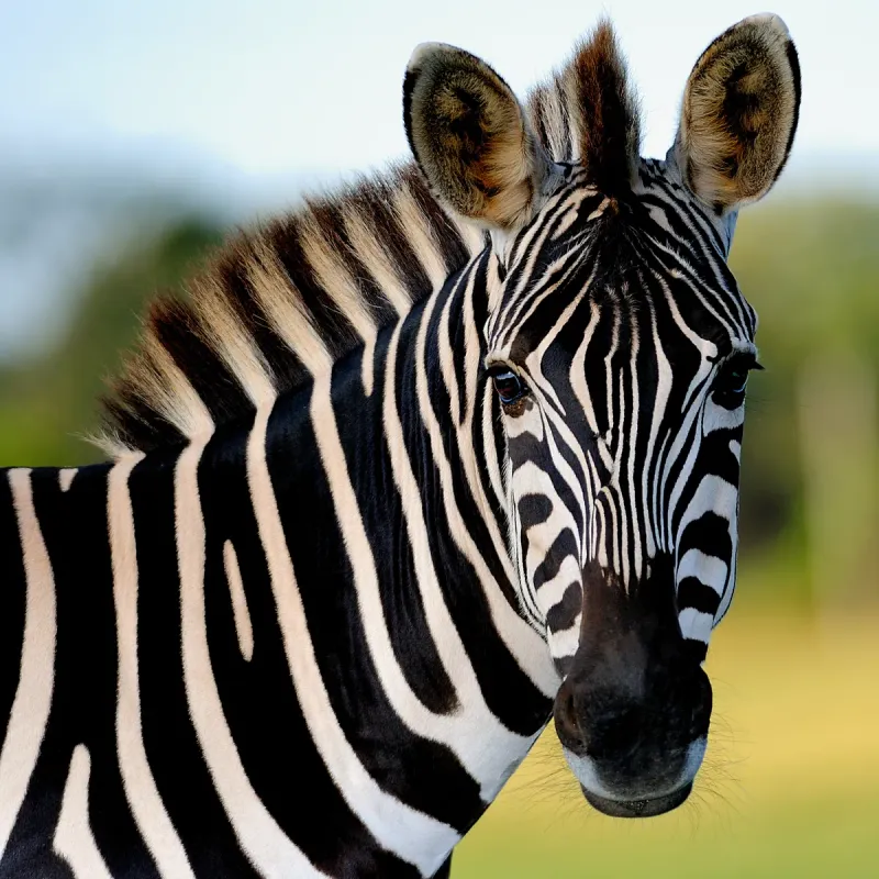 Zebra's Stripes