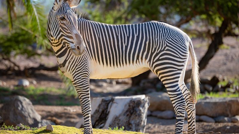 Zebra