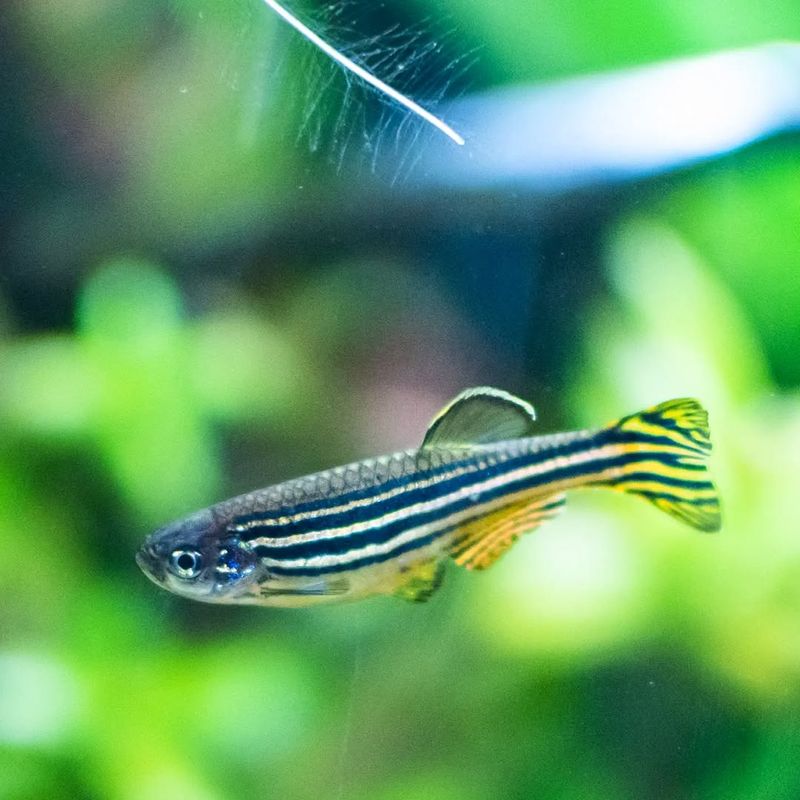 Zebra Danio