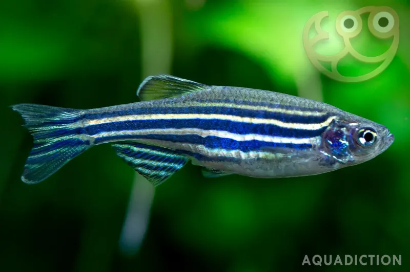 Zebra Danio