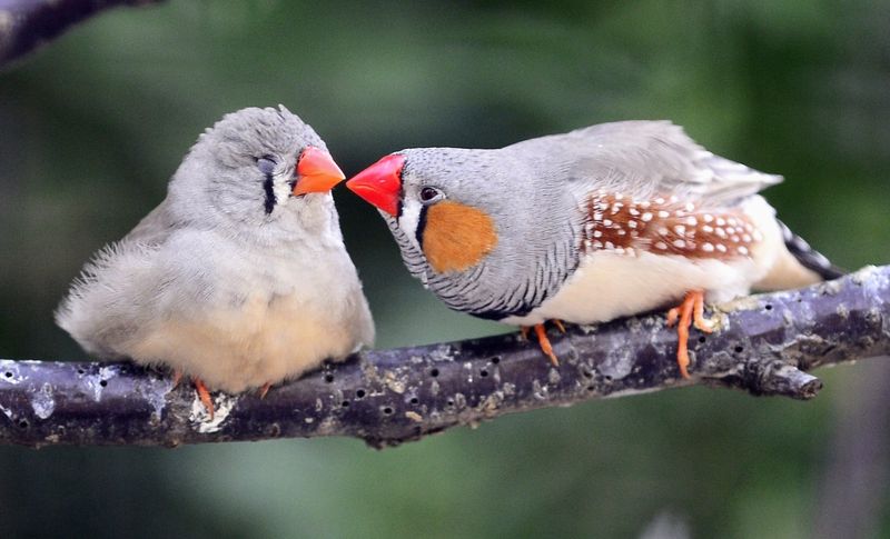 Zebra Finch