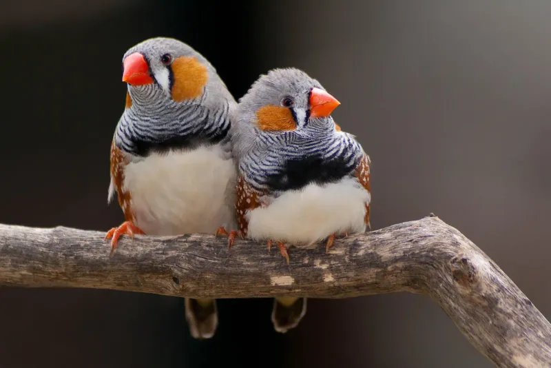 Zebra Finch