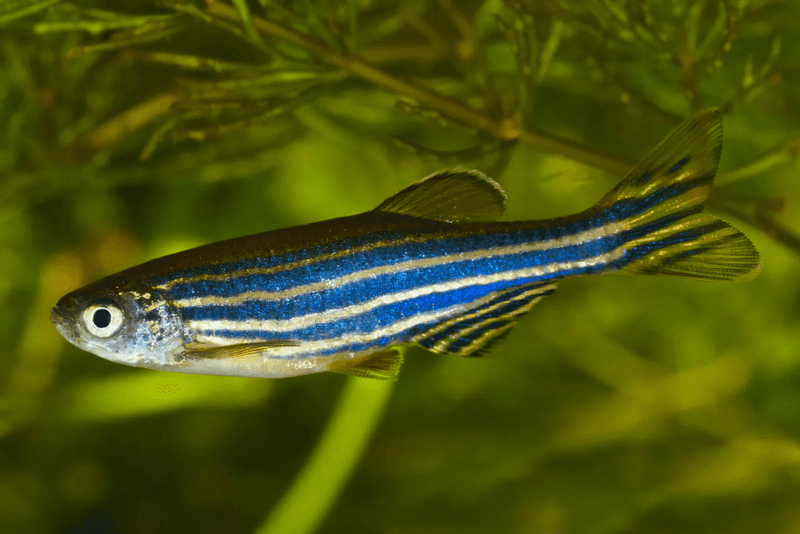 Zebra Fish with Human Genes