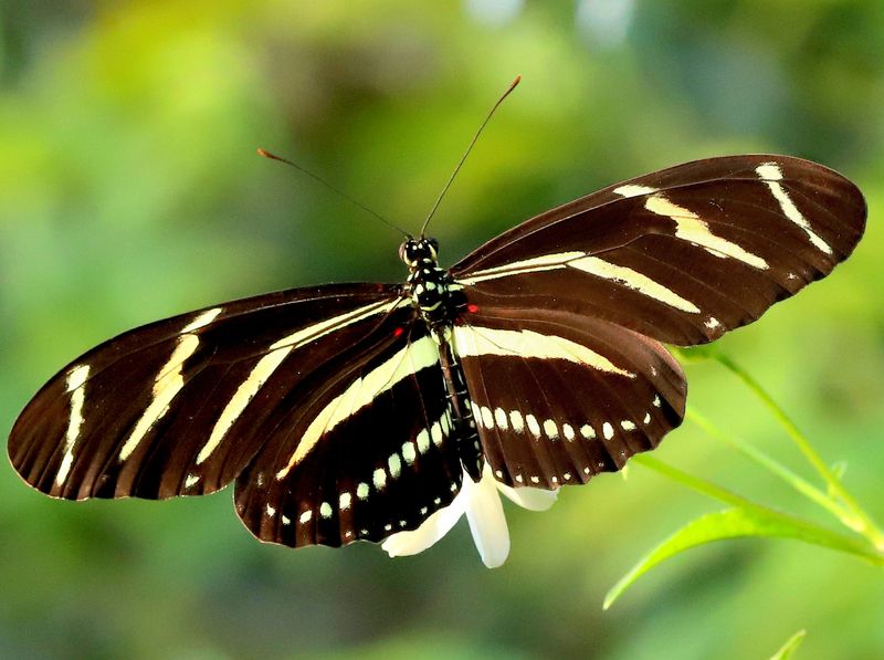 Zebra Longwing