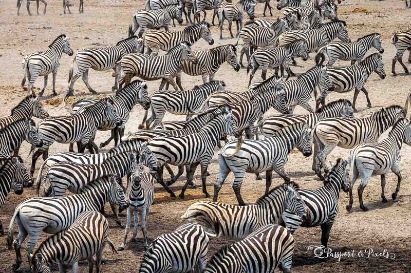 Zebra Migration in Botswana