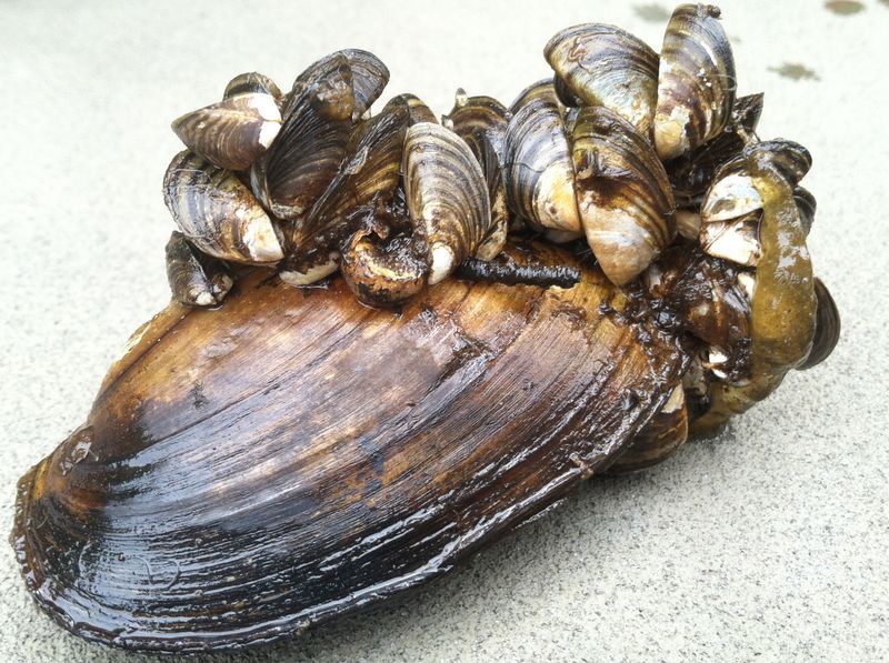 Zebra Mussel