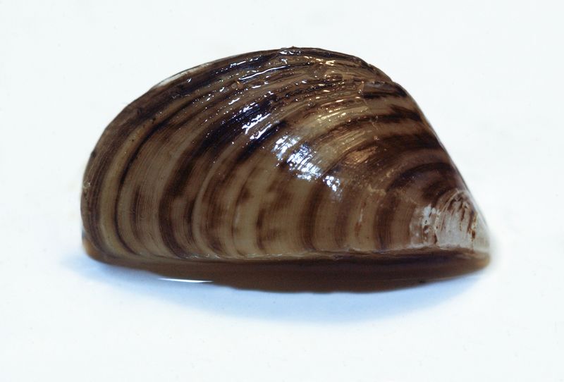 Zebra Mussel