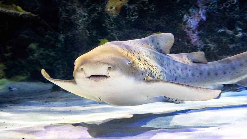 Zebra Shark