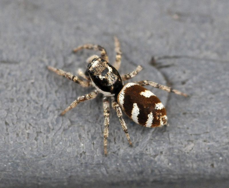 Zebra Spider