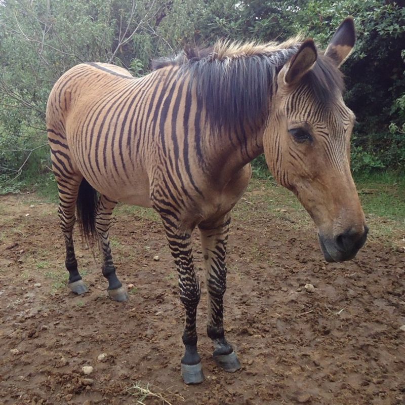 Zebroid