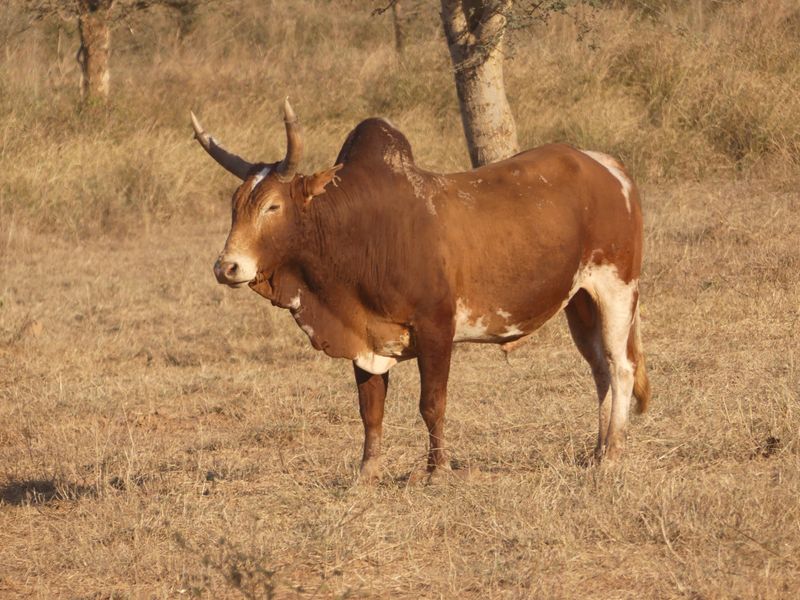 Zebu