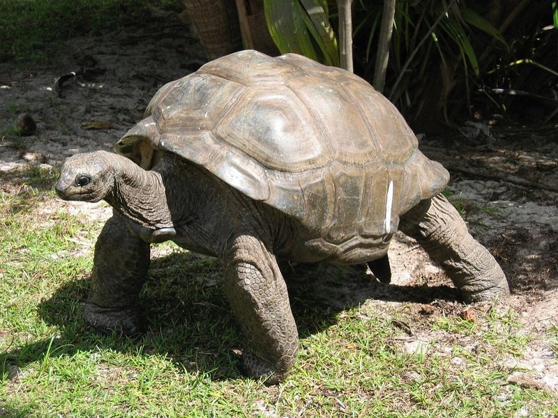 Zeus the Galápagos Tortoise