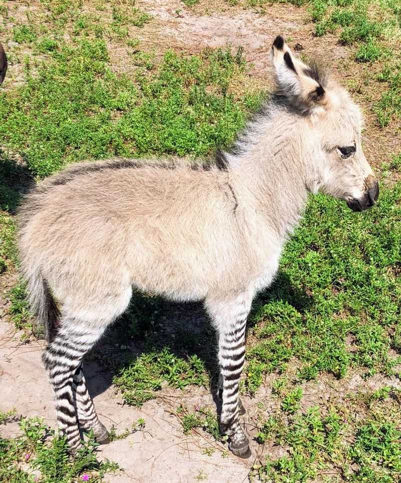 Zonkey