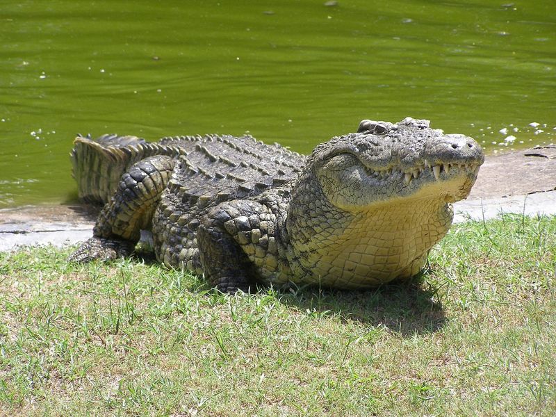 Zulu Crocodiles