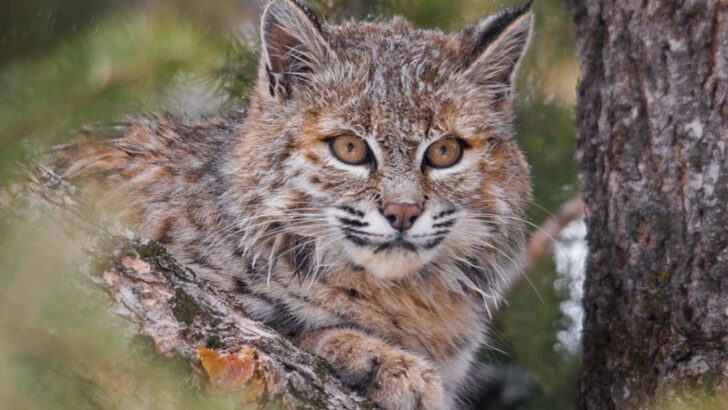 Bobcats Are Reclaiming Their Territory—And They Might Be Protecting Us in the Process