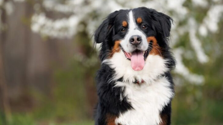 24 Dog Breeds That Will Love You More Than They Love Themselves