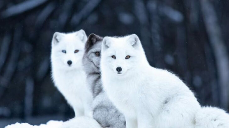 fascinating-facts-about-the-arctic-fox