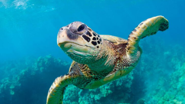 fascinating-facts-about-the-sea-turtles