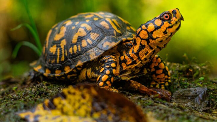 18 Friendly Land Turtles That Could Be Your Next Great Pet