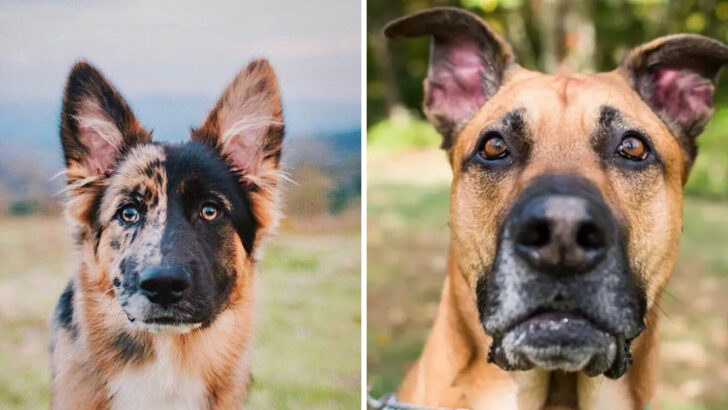 24 German Shepherd Mixes That Blend Intelligence and Strength