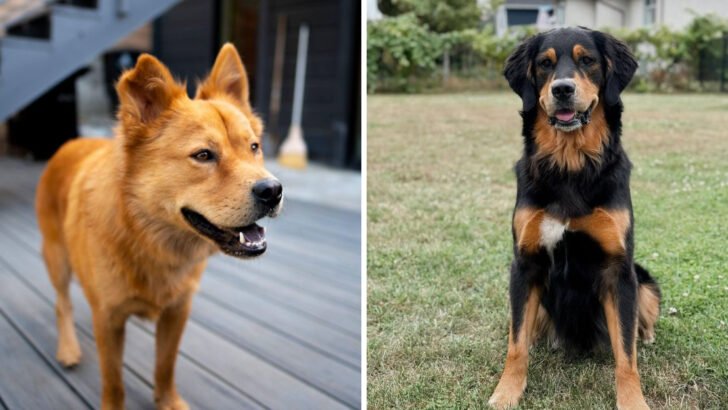 25 Golden Retriever Mixes That Are as Friendly as They Are Adorable