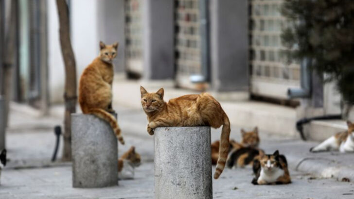 how-do-stray-cats-survive-without-owners