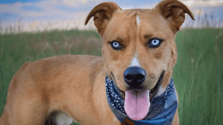 20 Husky Mixes That Show Off Stunning Looks and Playful Energy