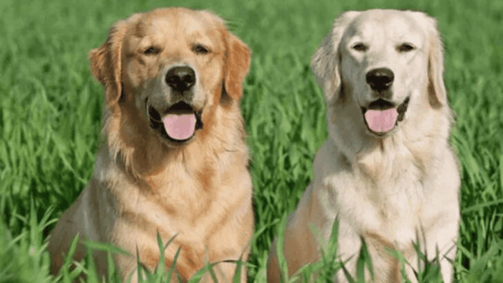 16 Ideal Dog Breeds To Keep Your Golden Retriever Company