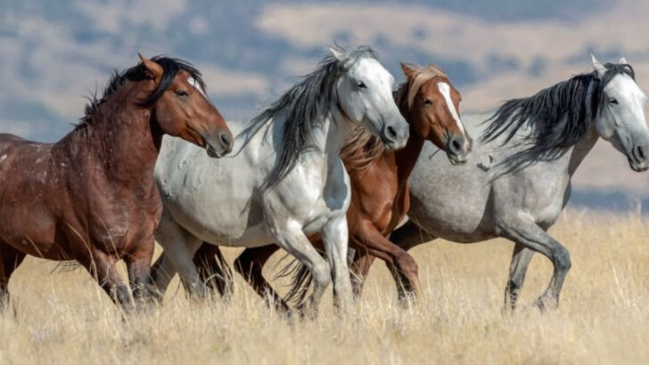 23 Legendary Animals That Embody America’s Fierce and Free Spirit