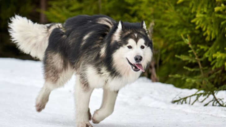 Top 25 Most Athletic Dog Breeds That Need an Active Lifestyle