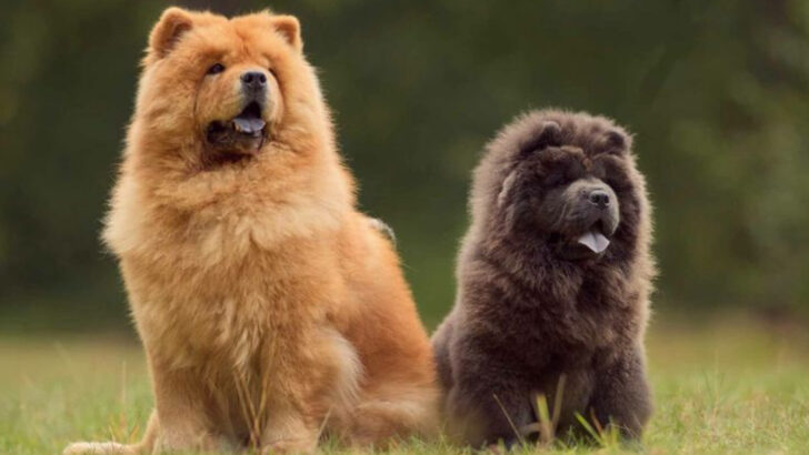 30 Most Expensive Dog Breeds In The U.S. That Are Worth Every Dollar