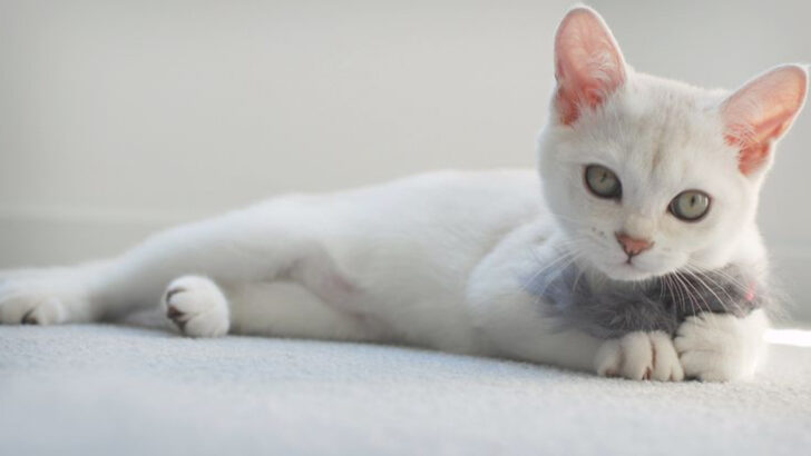 26 Most Friendly Cat Breeds That Love Everyone They Meet