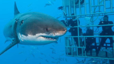 20 of the Most Incredible Animal Experiences You Can Have Around the