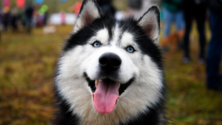 24 Most Playful Dog Breeds That Never Outgrow Puppyhood
