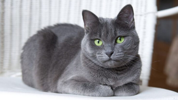 The 24 Most Popular Cat Breeds in the USA: A Fascinating Feline Affair