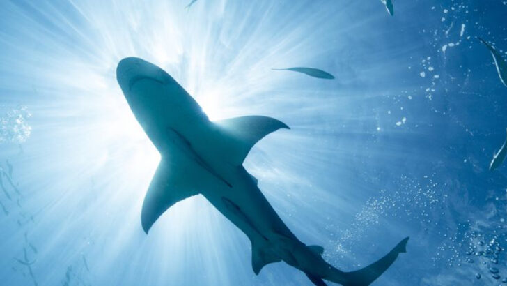 14 Myths And Facts About Sharks That Make Us So Scared Of Them