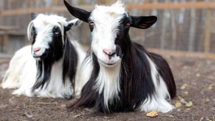 14 Popular Dairy Goat Breeds You Should Know