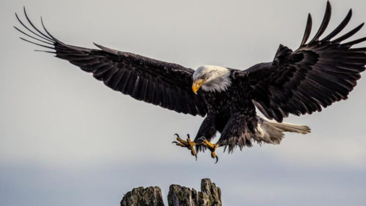 powerful-meanings-behind-the-eagle