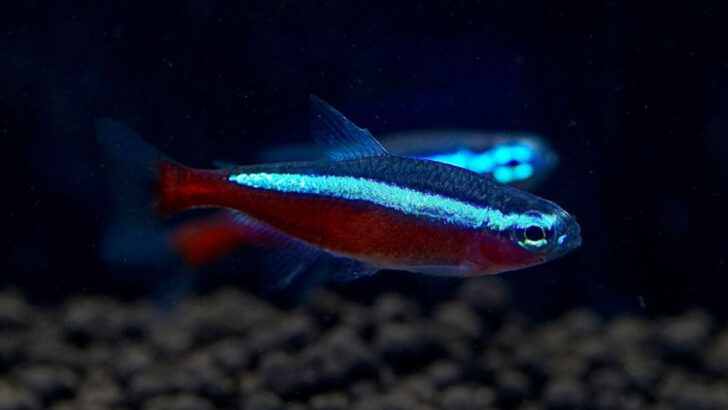 16 Prettiest Fish for Planted Aquariums