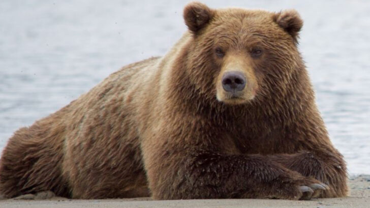 reasons-the-bear-is-one-of-the-most-powerful-spirit-animals