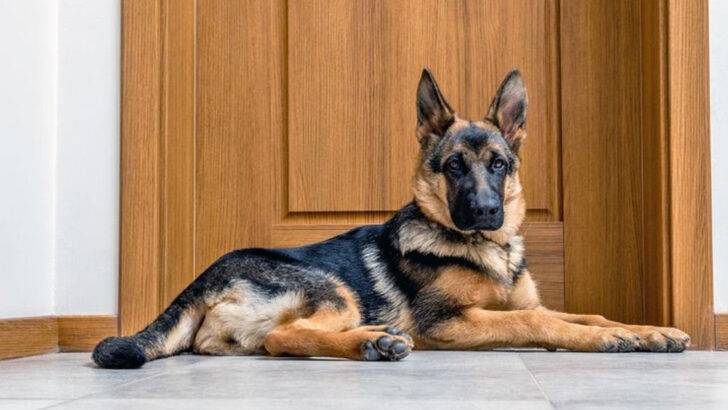 14 Reasons Why a German Shepherd is Not for Everyone